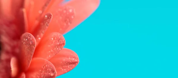 Крупним Планом Зображення Рожевої Гербери Ромашкової Квітки Водяними Пагонами Концепція — стокове фото