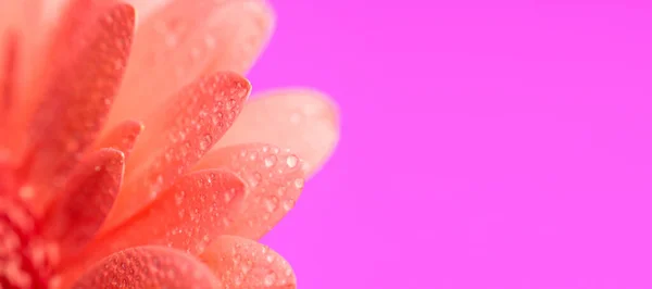 带有水滴的粉红菊花说明了紫色背景下的鲜嫩度概念 — 图库照片