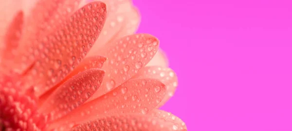 Morgentau Konzept Veranschaulicht Durch Rosa Gerbera Gänseblümchenblätter Mit Wassertropfen Vor — Stockfoto