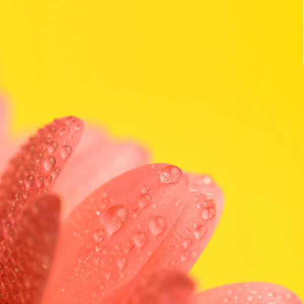 Ροζ Πέταλα Λουλουδιών Ζέρμπερας Σταγόνες Νερού Κίτρινο Φόντο Έννοια Της — Φωτογραφία Αρχείου