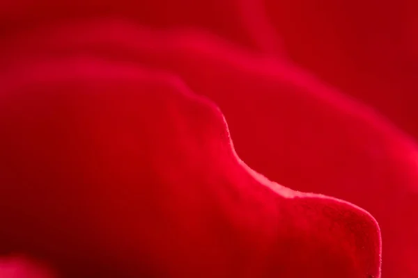 Elvont Textúra Kép Vörös Rózsa Virág Szirmok Koncepció Frissesség Szépség — Stock Fotó