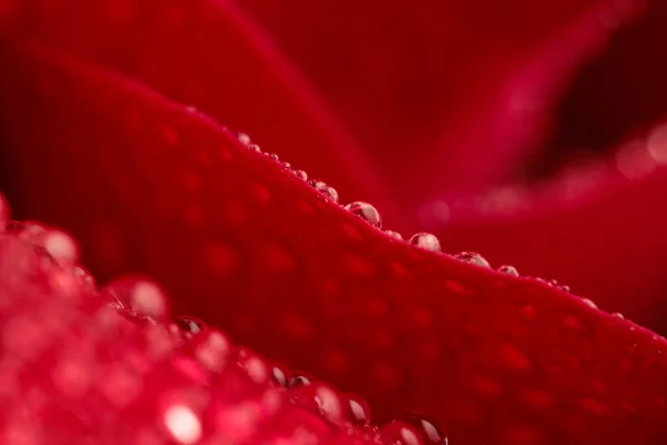 이슬처럼 물방울이 아름다운 꽃잎으로 추상적 — 스톡 사진