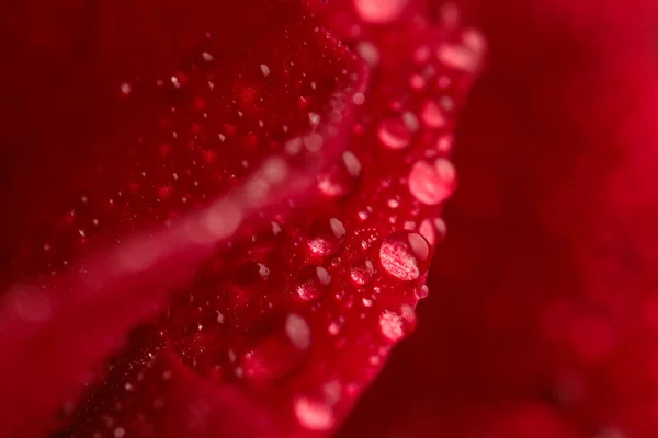 Imagen Abstracta Textura Pétalos Rosa Roja Con Gotitas Agua Concepto — Foto de Stock
