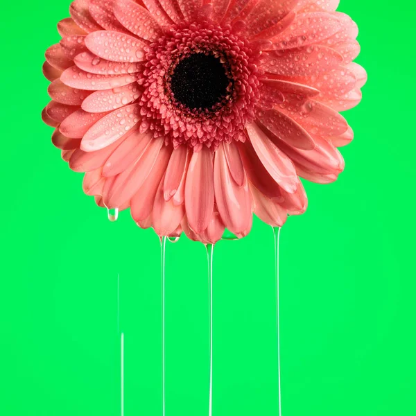 Έννοια Φρεσκάδας Από Ροζ Ζέρμπερα Μαργαρίτα Λουλούδι Νερό Ρίχνει Πράσινο — Φωτογραφία Αρχείου