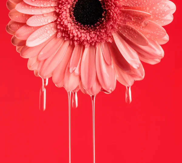 Růžová Gerbera Sedmikráska Květina Vodou Nalévání Koncept Krásy Přírody Červeném — Stock fotografie