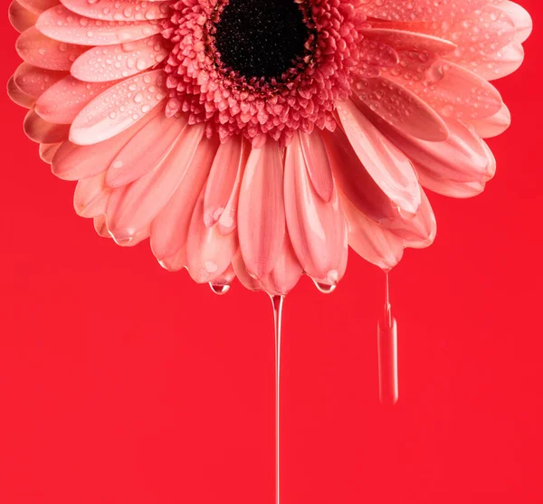 Fogalom Frissesség Illusztrálja Rózsaszín Gerbera Százszorszép Vízzel Öntött Piros Háttér — Stock Fotó