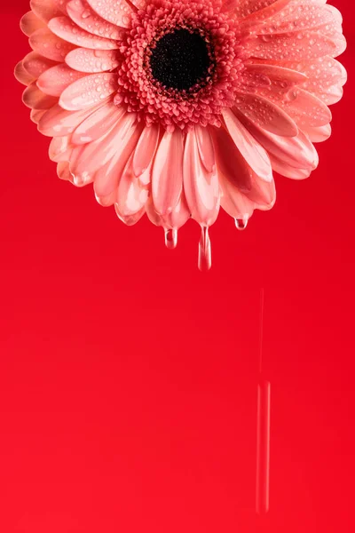 水滴的芙蓉菊花 新鲜及晨露的概念 红色背景 — 图库照片