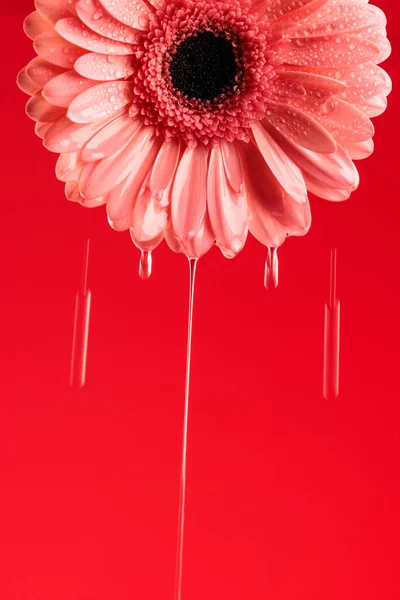 Концепція Ранкової Роси Проілюстрована Ромашковою Квіткою Гербери Ранковою Росою Червоному — стокове фото