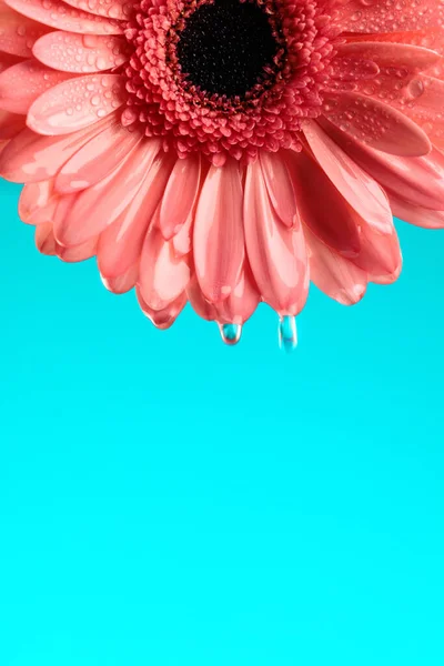 水滴在蓝色背景上的粉红菊花倒挂图片 — 图库照片