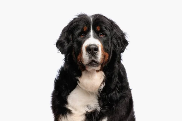 Portret Van Mooie Berna Herder Hond Zittend Voorkant Van Witte — Stockfoto