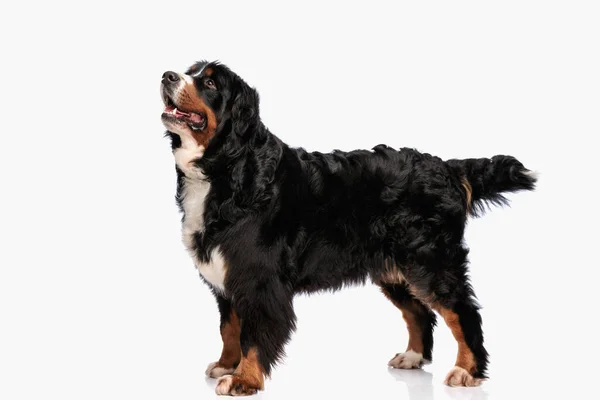 Stekli Berna Shepherd Dog Stüdyoda Beyaz Arka Planda Dikilirken Yukarı — Stok fotoğraf