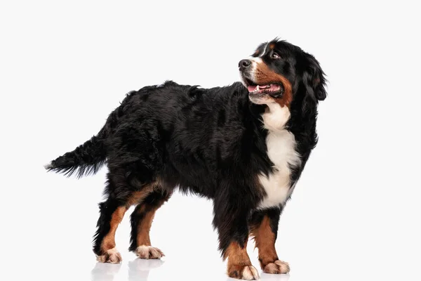 Happy Bernese Mountain Dog Panting Tongue Out Looking While Standing — Stock Photo, Image