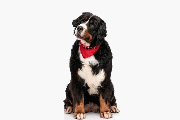 Funny Berna Shepherd Dog Red Bandana Looking Away While Sitting — Stock Photo, Image