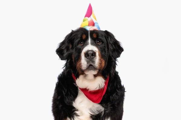 スタジオで白い背景を見ながらパーティの帽子と赤いバンダナを被った可愛い犬 — ストック写真