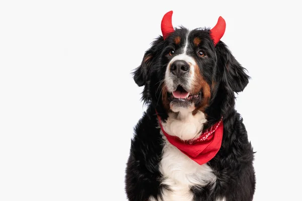 Happy Bernese Mountain Dog Devil Horns Headband Opening Mouth Panting — Stock Photo, Image