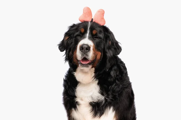 Happy Bernese Mountain Puppy Wearing Bow Headban Panting While Sitting — Stock Photo, Image