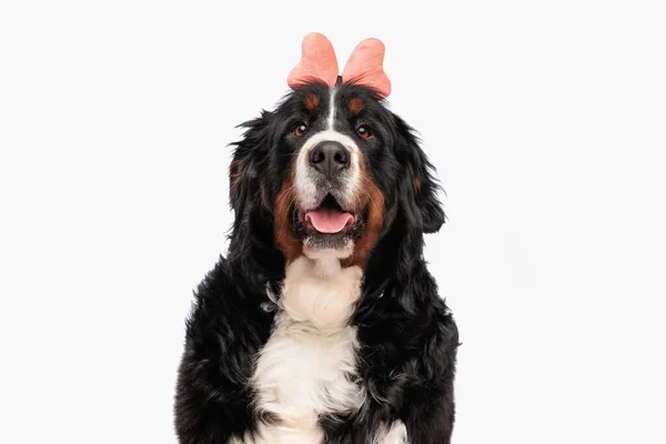 Sweet Berna Shepherd Puppy Wearing Bow Headband Sticking Out Tongue — Stock Photo, Image
