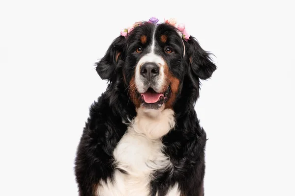 Portrait Beautiful Berna Shepherd Dog Wearing Flowers Headband Panting While — Stock Photo, Image