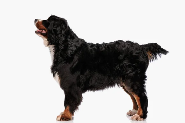 Side View Beautiful Bernese Mountain Dog Panting Looking While Standing — Stock Photo, Image