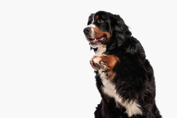 Παιχνιδιάρικο Σκυλί Βοσκός Berna Κοιτάζοντας Προς Πλάγια Και Κρατώντας Πόδι — Φωτογραφία Αρχείου