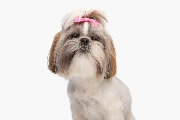Adorable Shih Tzu Cachorro Usando Rosa Arco Sobresaliendo Lengua Mientras — Foto de Stock
