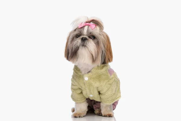 Güzel Shih Tzu Köpeği Yeşil Ceket Giyiyor Stüdyoda Beyaz Arka — Stok fotoğraf