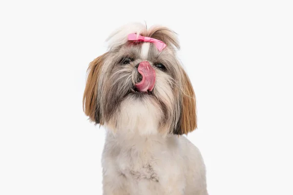 Портрет Прекрасної Маленької Дзу Собаки Рожевим Бантом Стирчить Язику Облизує — стокове фото