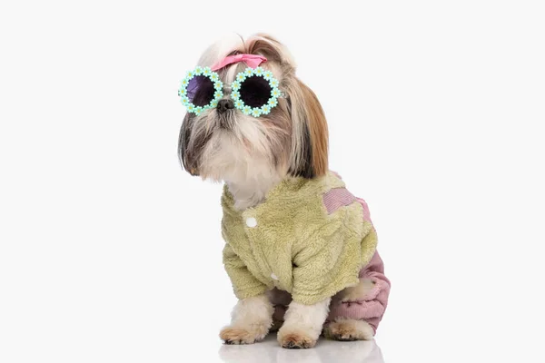 漂亮的石竹狗 戴着太阳镜 头戴绿色夹克 坐在白色的背景上 打着蝴蝶结 — 图库照片