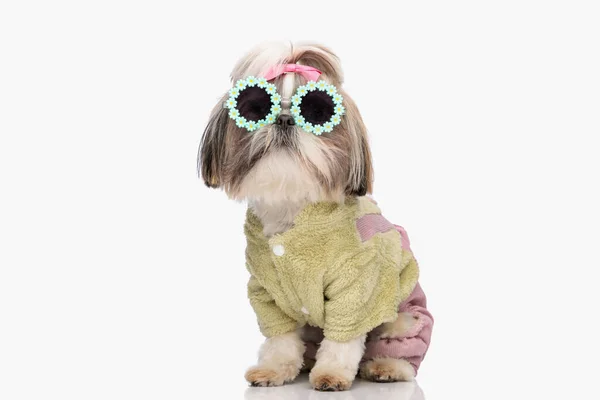 Cute Small Shih Tzu Puppy Wearing Bow Sunglasses Green Jacket — Stock Photo, Image