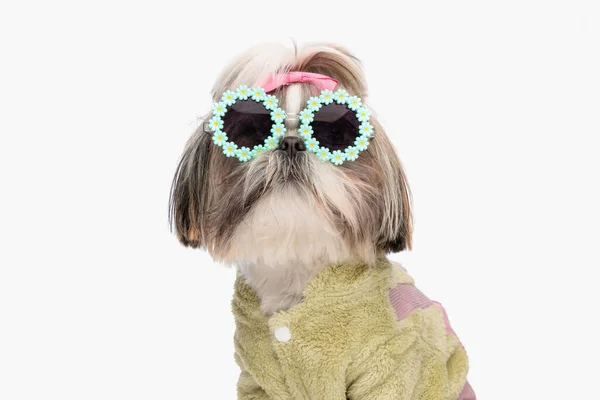 Ritratto Fresco Shih Tzu Cucciolo Indossando Giacca Verde Occhiali Sole — Foto Stock