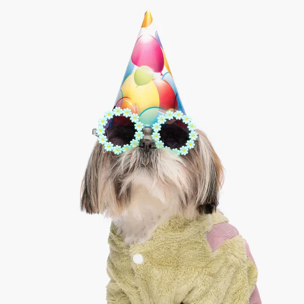 戴着生日礼帽 戴着眼镜 戴着墨镜 头戴墨镜 身穿白色背景绿色夹克的可爱小狗 — 图库照片