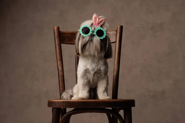 可爱的小狗 头戴蝴蝶结 戴着太阳镜 坐在木椅上 仰望着米色的背景 — 图库照片