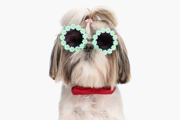 Beautiful Little Shih Tzu Puppy Sunglasses Bowtie Posing Front White — Stock Photo, Image