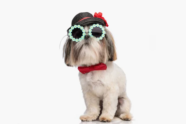 Uroczy Pies Shih Tzu Kapeluszu Okularach Przeciwsłonecznych Czerwonej Muszce Siedzi — Zdjęcie stockowe