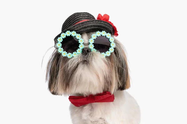 Small Shih Tzu Puppy Wearing Black Hat Sunglasses Red Bowtie — Stock Photo, Image