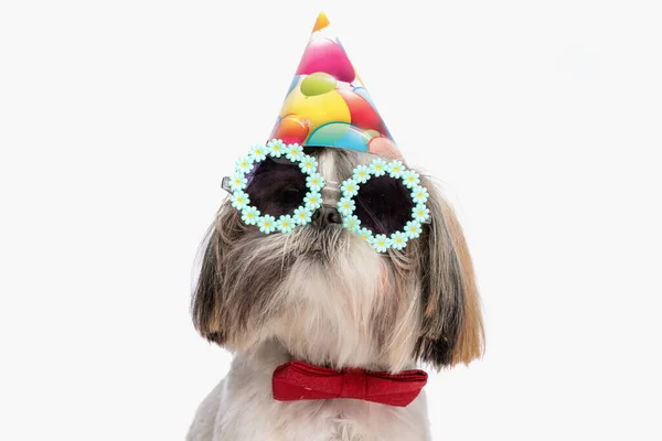 パーティーの帽子とサングラスでクールな石頭の犬の肖像画は スタジオで白い背景の前で検索 — ストック写真