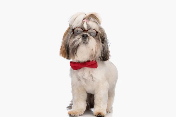 Gözlüklü Sevimli Shih Tzu Köpeği Zarif Kırmızı Papyon Takıyor Stüdyoda — Stok fotoğraf