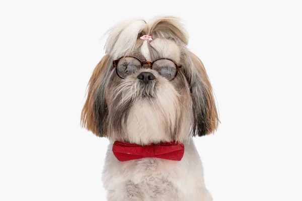 Gözlüklü Kırmızı Papyonlu Zarif Shih Tzu Köpeği Stüdyoda Beyaz Arka — Stok fotoğraf