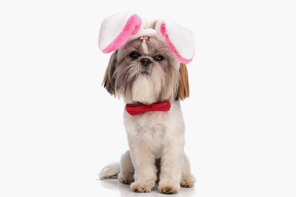 Adorável Pouco Shih Tzu Cachorro Com Orelhas Coelho Headband Bowtie — Fotografia de Stock
