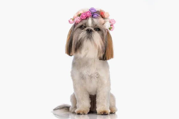 照片上的甜小石子小狗头戴五颜六色的花环 坐在工作室的白色背景前 — 图库照片