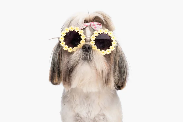 Cool Little Shih Tzu Dog Wearing Sunglasses Bow Posing While — Stock Photo, Image