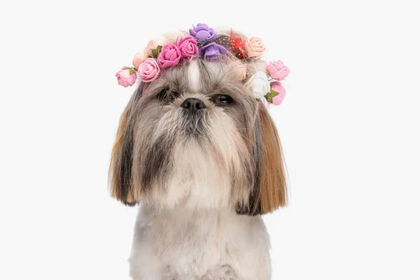 Piękny Mały Shih Tzu Pies Sobie Kolorowe Kwiaty Opaska Siedzi — Zdjęcie stockowe