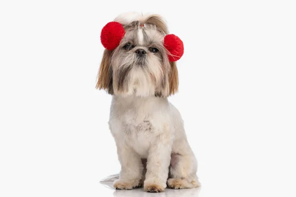 Pełne Ciało Zdjęcie Piękny Mały Pies Shih Tzu Noszenie Czerwone — Zdjęcie stockowe