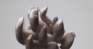 Stüdyodaki gri arkaplan önünde su damlacıkları ile pişirilmemiş mantarların yavaş çekim videosu