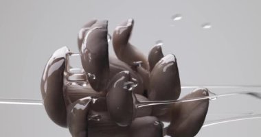 Doğa kavramı, gri arkaplan önünde akan suyla birlikte pleurotus mantar ağacı tarafından resmedilmiştir.