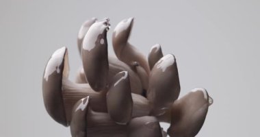 Pişmemiş mantar ağacına damlayan su damlacıkları, doğa kavramını ve gri arka planda tazeliği resmediyor.