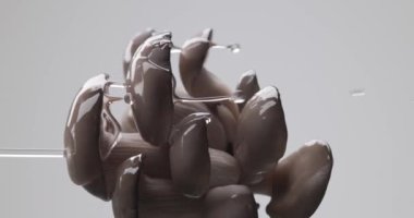Gri arkaplan önünde taze pleurotus mantarlarının video makarası su dökerek doğa kavramını resmediyor