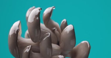 Mavi arka planda su damlayan istiridye mantarı ağacı, vegan beslenme ve tazelik kavramı