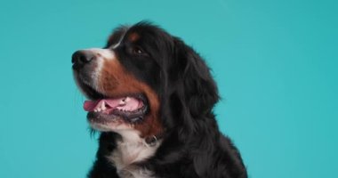 hevesli Berna çoban köpeği dilini çıkarıp nefes nefese, yukarı bakıyor ve merak ediyor mavi arka planda otururken