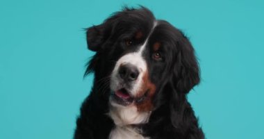 Tatlı Berna çoban köpeği, dili dışarıda soluk soluğa mavi arka planda otururken ileriye ve yukarıya bakıyor.